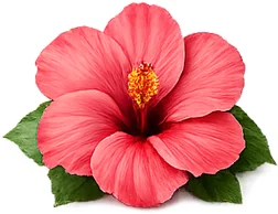 Metaboryl Pro – kwiat hibiskusa